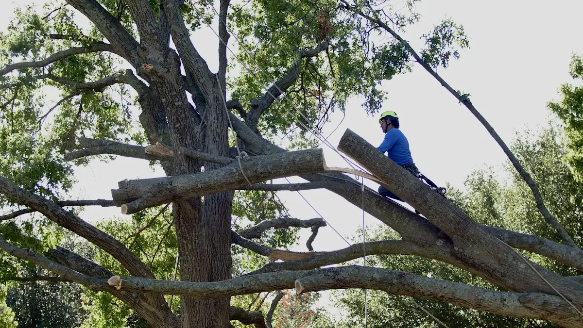 Professional Hazardous Tree Removal performed by certified arborists in Russell